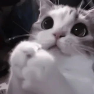 🐈 kot, słodki, zwierzę, kociak, zwierzak telegram sticker
