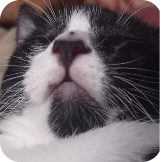 🐱 cat, black and white, pet, animal, cute, domestic, mammal telegram sticker