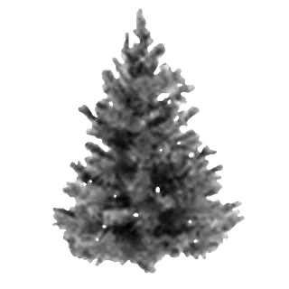 🌲