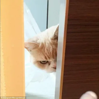 😡 gatto, sbirciare, carino, animale, animale domestico telegram sticker