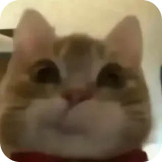 😏 cat, funny cat, stare, kitten, pet, animal, cute telegram sticker