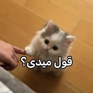 🥲 قول میدی؟ gattino, gatto, promessa, carino, dito, soffice telegram sticker
