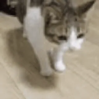 😂 gatto, animale, animale domestico, animale domestico, camminando, mammifero, gatto domestico telegram sticker