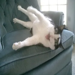 🐱 gato, animal, mascota, sofá, gracioso, juguetón telegram sticker