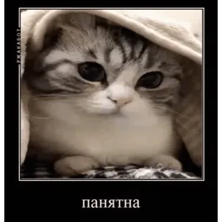 👌 панятна gato, fofo, animal, meme, cobertor, engraçado, gatinho whatsapp sticker