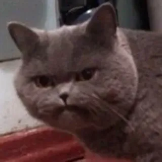 😠 chat, chat gris, animal, animal de compagnie, mignon, mème telegram sticker