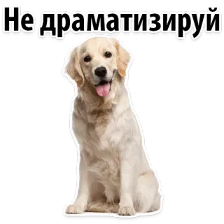 🦅 Не драматизируй dog, golden retriever, pet, animal, cute, sticker telegram sticker