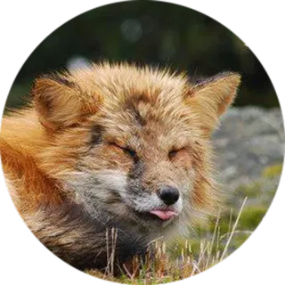 Lisenok telegram stickers
