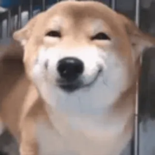 😄 chien, shiba inu, souriant, joyeux whatsapp sticker