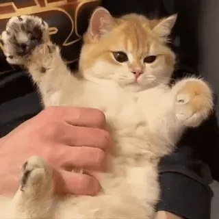 💗 gato, gatinho, animal de estimação, animal, fofo, doméstico, engraçado, adorável whatsapp sticker