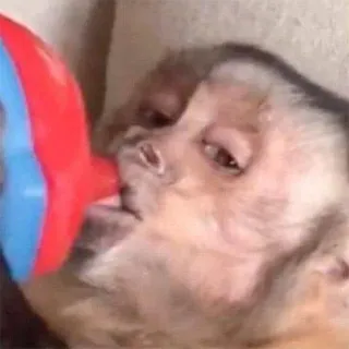 🍼 singe, boire, animal, primate, capucin telegram sticker