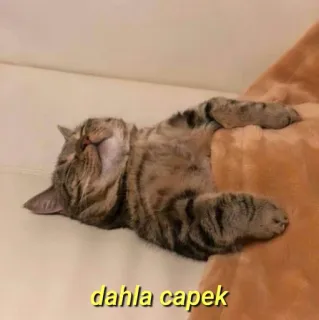 💛 dahla capek gato, sonolento, descansando, fofo, preguiçoso telegram sticker