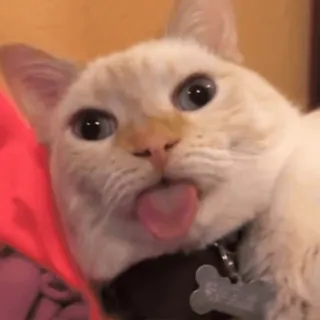 👅 blep cat cat, blep, tongue, funny, cute, meme, animal, silly telegram sticker