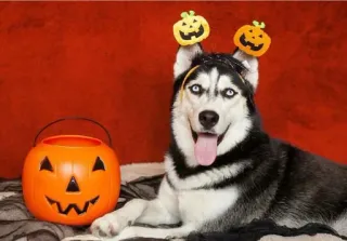 🎃 telegram sticker