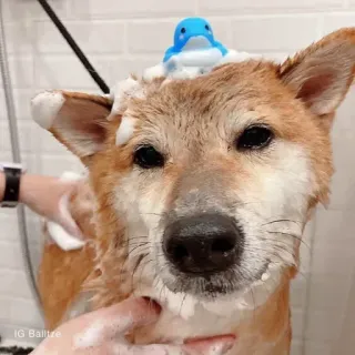 🏷 IG Balltze chó, shiba inu, tắm, tắm bồn, chăm sóc chó, tắm cho chó, thú cưng telegram sticker