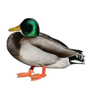 🦆 утка, птица, животное, дикая природа, кряква telegram sticker