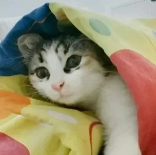 🐈 고양이, 귀여운, 애완동물, 동물, 담요, 새끼 고양이 telegram sticker