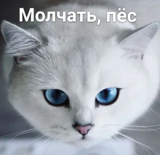 😠 Молчать, пёс mèo, động vật, meme, Nga, thú cưng, xúc phạm telegram sticker