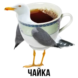 🕊 ЧАЙКА gabbiano, tè, tazza, uccello, animale, divertente telegram sticker
