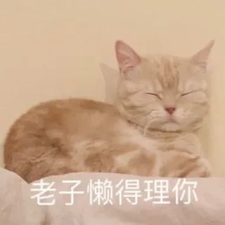 😒 老子懒得理你 gato, perezoso, indiferente, lindo, animal telegram sticker