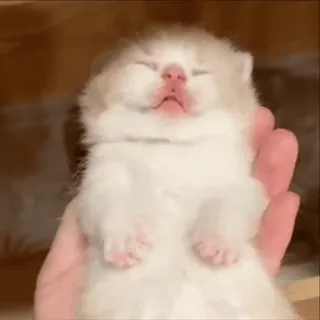 😴 mèo con, mèo, dễ thương, động vật, thú cưng, động vật con telegram sticker