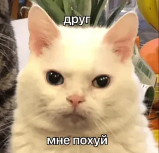 😑 друг
мне похуй kot, rosyjski, tekst, mem, zwierzę, zwierzak telegram sticker