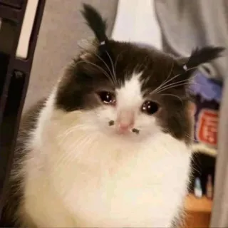 🐱 猫, 泣く, 悲しい, 子猫, 可愛い, ペット, 動物, ミーム telegram sticker