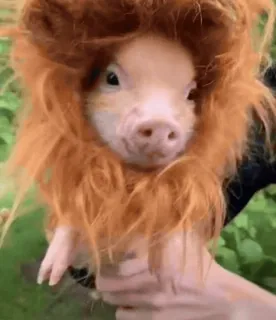 🐷 porco, leão, animal, fofo, animal de estimação, fantasia whatsapp sticker