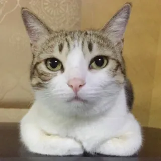 😑 แมว, สัตว์, สัตว์เลี้ยง, สัตว์เลี้ยงลูกด้วยนม, เลี้ยงในบ้าน telegram sticker