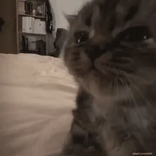 🥺 猫, 宠物, 动物, 可爱, 家养, 猫科动物 whatsapp sticker