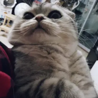 😳 猫, 宠物, 动物, 可爱, 家猫, 苏格兰折耳猫 telegram sticker