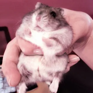 🤏 hamster, pet, animal, rodent, cute, small telegram sticker
