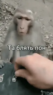 🤬 Та блять пон scimmia, animale, offensivo telegram sticker