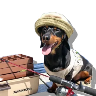 🎣 dog, fishing, dachshund, hat, pet, animal whatsapp sticker