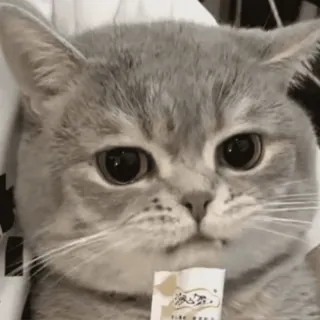 😋 gato, lindo, animal, mascota, gato gris, gatito telegram sticker