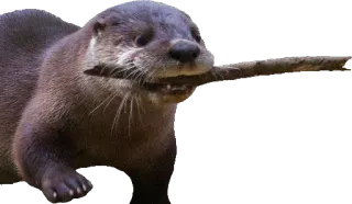 🌲 Wydra, Zwierzę, Ssak, Natura, Patyk telegram sticker
