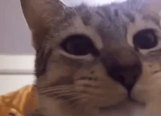 😐 kucing, binatang, hewan peliharaan, kucing domestik, close-up whatsapp sticker