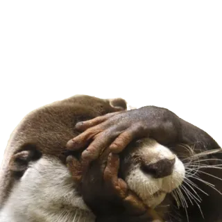 🤦‍♂️ выдра, животное, милый, млекопитающее, смешной, сонный, фейспалм telegram sticker