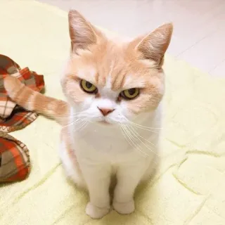 aicat 😽 whatsapp stickers