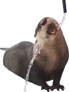 🚰 wydra, zwierzę, ssak, woda, słodki, wydra morska telegram sticker