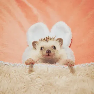 🦔 egel, schattig, dier, huisdier, klein dier telegram sticker