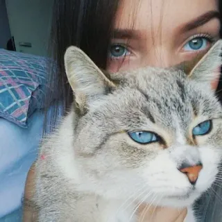 👀 gato, animal de estimação, animal, olhos azuis, mulher, menina, selfie, animal doméstico, fofo telegram sticker