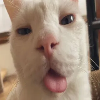 😛 kucing, hewan, peliharaan, kucing putih, lidah, lucu, imut telegram sticker