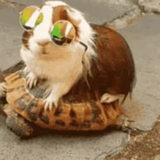 😎 guinea pig, turtle, animals, sunglasses, funny telegram sticker