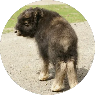 🐂 овцебык, животное, дикая природа, млекопитающее, копытное telegram sticker