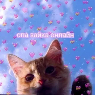 🩹 опа зайка онлайн Katze, Tier, süß, Herzen, Himmel whatsapp sticker