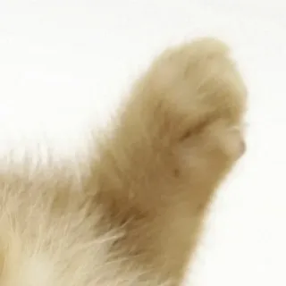 🥰 pata de gato, pata de animal, pata de animal de estimação, gato, animal, animal de estimação whatsapp sticker