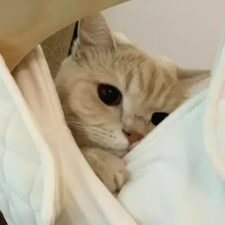 💓 кот, милый, животное, домашнее животное, домашняя кошка, кошачий whatsapp sticker