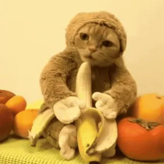 🍌 кот, банан, фрукт, животное, милый, смешной, костюм telegram sticker