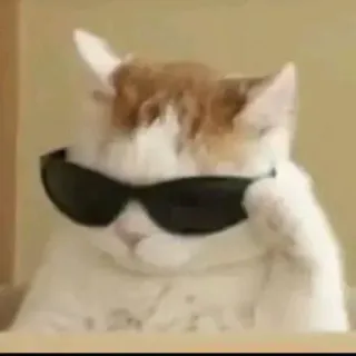 😎 gatto, occhiali da sole, cool, animale, meme, animale domestico telegram sticker